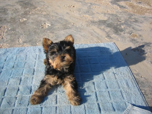 Soy Lola , tengo dos meses,  soy muy alegre,cariñosa , y mis papás humanos están loquitos por mí.